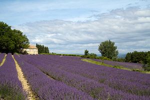 Lavender by Jolanda van Eek en Ron de Jong