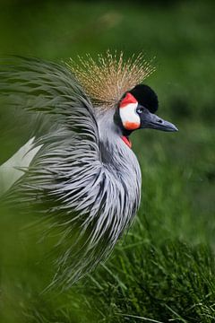 Gekroonde kraanvogel schoonheid loom halfgesloten ogen groene achtergrond