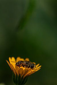 Gelbe Blume mit parasitärer Wespe