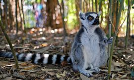 Ringtailed lemur by Eric Sweijen