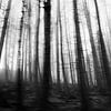 A Forest by Johanna Blankenstein