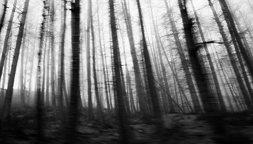 Une forêt