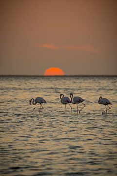 Flamingo's bij zonsondergang in Walvis Bay Namibië, Afrika van Patrick Groß