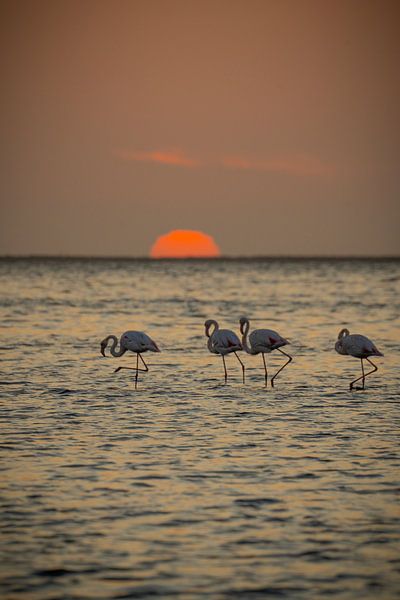 Flamingos at sunset in Walvis Bay Namibia, Africa by Patrick Groß