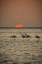 Flamingos at sunset in Walvis Bay Namibia, Africa by Patrick Groß thumbnail