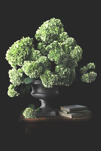 Hydrangea still life, Old Masters style by Moody Food & Flower Shop