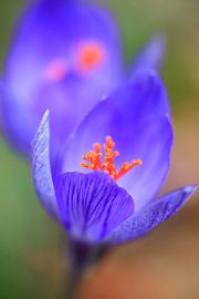 Charmante Herbstzeitlose von Thomas Jäger