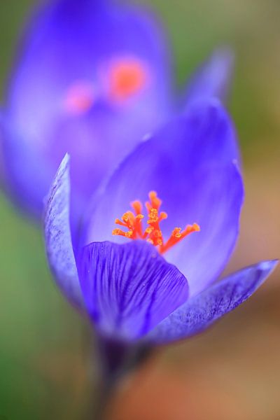 Charmante Herbstzeitlose von Thomas Jäger