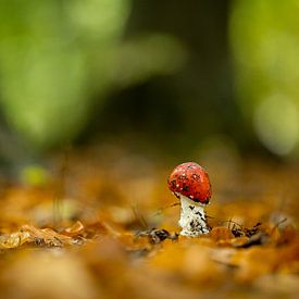 Wachsender Pilz (kleiner Fliegenpilz) von Wouter van Agtmaal