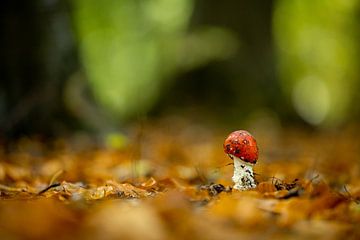 Groeiende paddenstoel (kleine vliegenzwam) van Wouter van Agtmaal