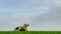 Sheep on the dike on Terschelling