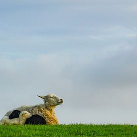 Schafe auf dem Deich auf Terschelling von Dirk van Egmond