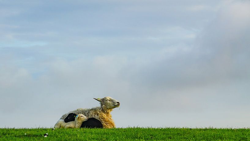 Schafe auf dem Deich auf Terschelling von Dirk van Egmond