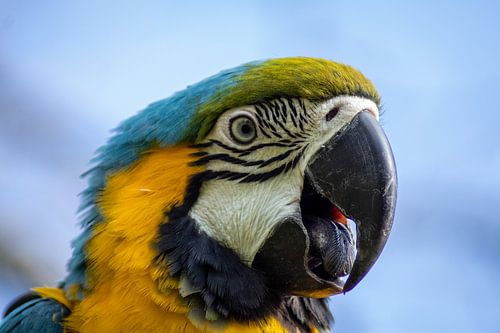 Portret van een blauw-gele ara van MvdW Media / Manon van de Wiel