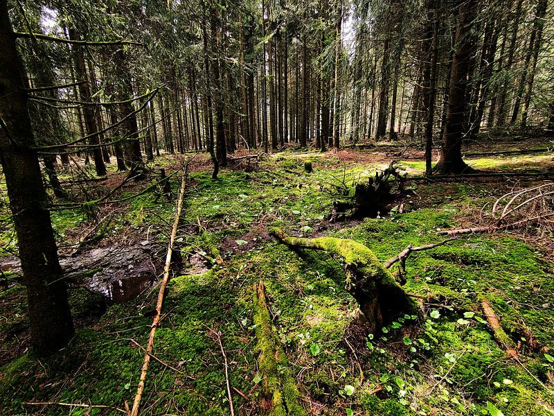 Le cœur de la forêt par Robbert Bastiaans