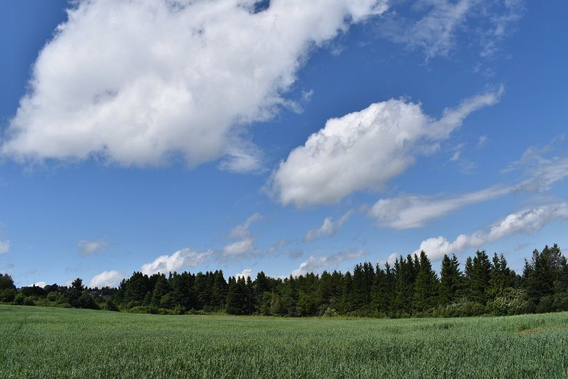 An oat field under a blue sky by Claude Laprise