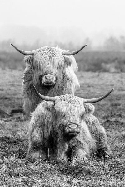 Scottish highlander duo by Andre Brasse Photography
