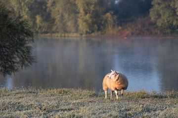 sheep on dry land by Tania Perneel