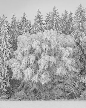 Heavy hoarfrost at the edge of the forest in the Swabian Alb