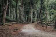 De weg in het Sprielderbos van Jos Erkamp thumbnail