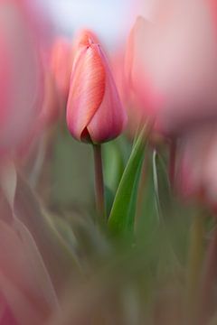 une tulipe rose dans un champ sur 7.2 Photography