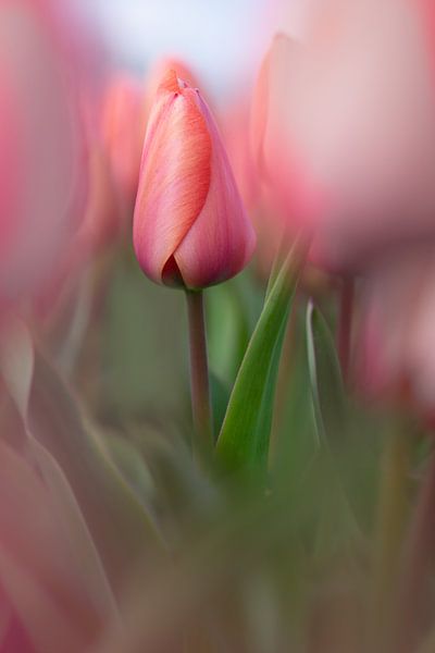 een roze tulp in een veld van 7.2 Photography