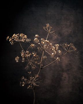 Dried hogweed against a rustic background executed as a still life.