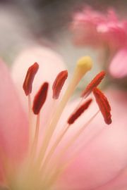 Lily Träume von LHJB Photography