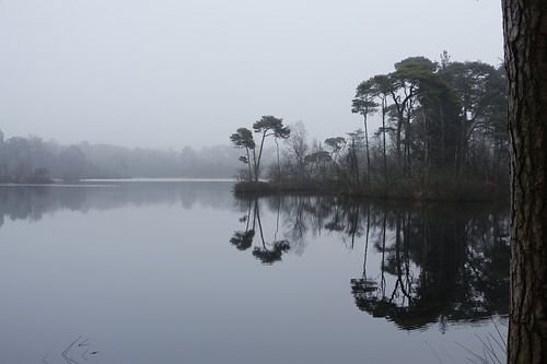 Oisterwijkse Bossen en Vennen