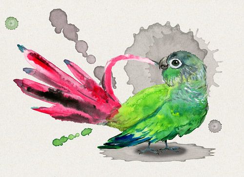 Een groenwangparkiet die zijn veren poetst