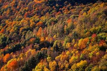 Kleurrijke loofbomen in de herfst van David Esser