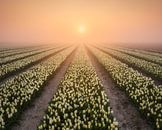 Fog over a tulip field during sunrise by Ellen van den Doel thumbnail