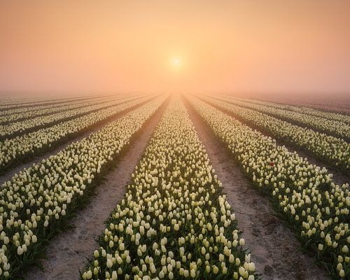 Fog over a tulip field during sunrise
