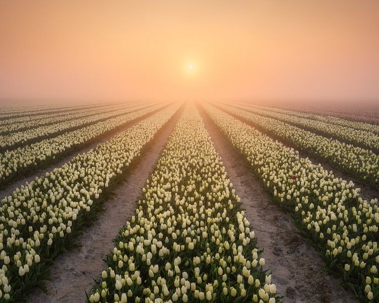 Fog over a tulip field during sunrise by Ellen van den Doel