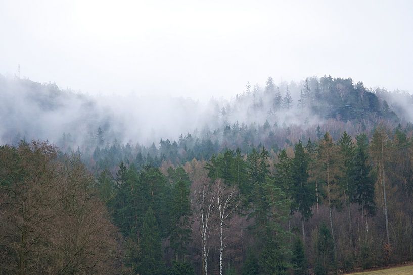 Bos in de mist in het Elbezandsteengebergte van Martin Köbsch