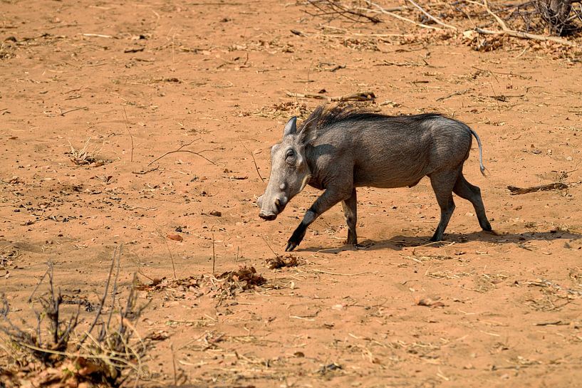 Warthog by Merijn Loch