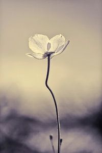 Der weiße Mohn