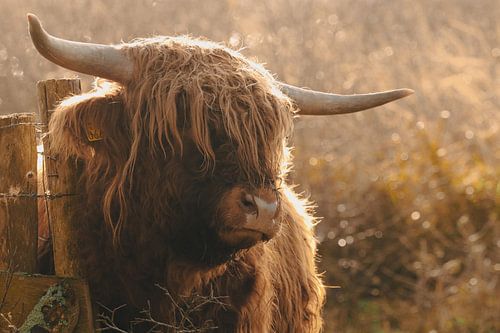 Scottish Highlander.
