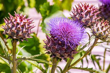 Spiky figure with purple hair by Fred van Schaagen