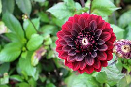 Deep red dahlia by Arie van Vugt