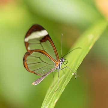 papillon en verre sur gea strucks