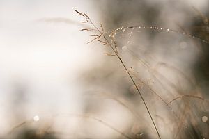 Weiches Licht