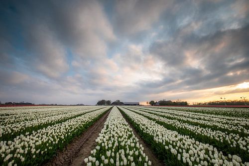 Silence coloré dans la campagne de Groningue