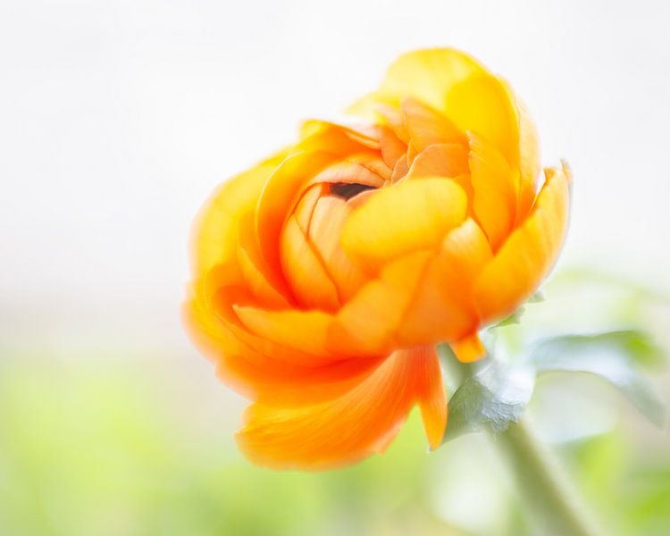 Ranunculus in all its splendour by Karin Bijpost