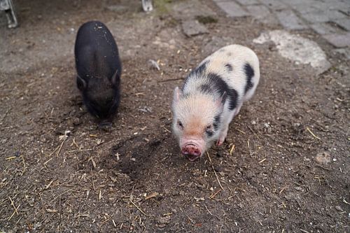 Mini biggetje bij zijn eerste uittocht op de boerderij.