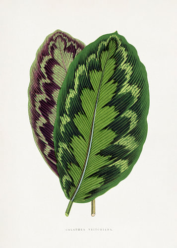 Blattillustration der Calathea veitchiana
