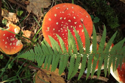 Amanite tue-mouches (Amanita muscaria), également appelée Amanite rouge Germany