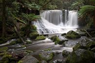 Tropisch regenwoud Tasmanië van M@rk - Artistiek Fotograaf thumbnail