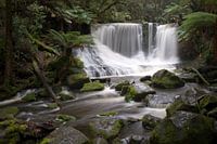 Tropisch regenwoud Tasmanië