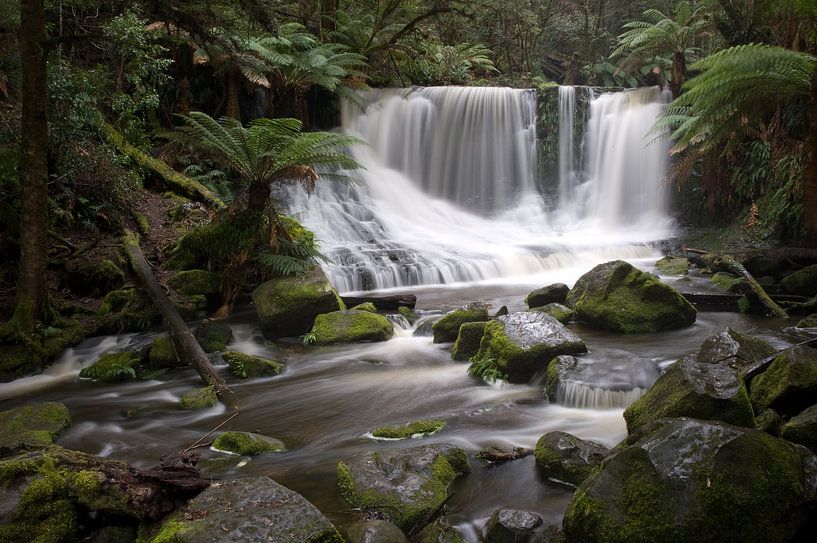 Forêt tropicale humide de Tasmanie par M@rk - Artistiek Fotograaf